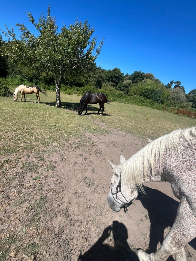 Opinión de Miguel sobre Ruta a caballo por el río Verdugo, 3 horas