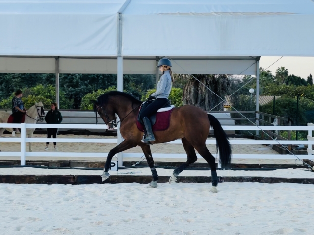  Horse riding classes in Malaga 