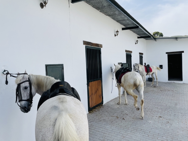  horses next to the Bexes 