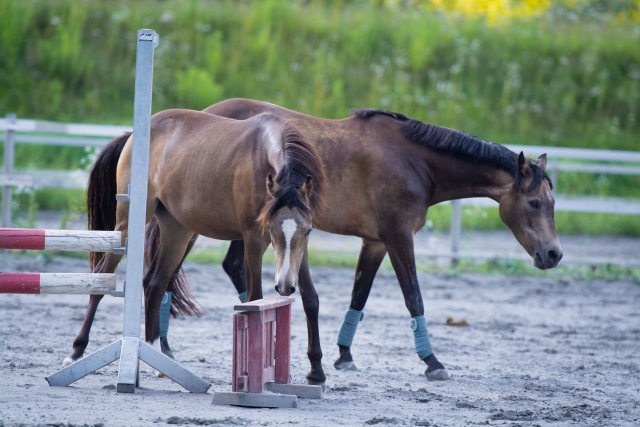  Horse riding course in San Miguel del Path