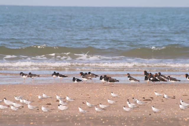 Aves en la orilla de la costa de Huelva