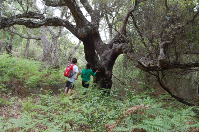 Paseos por la naturaleza de Doñana
