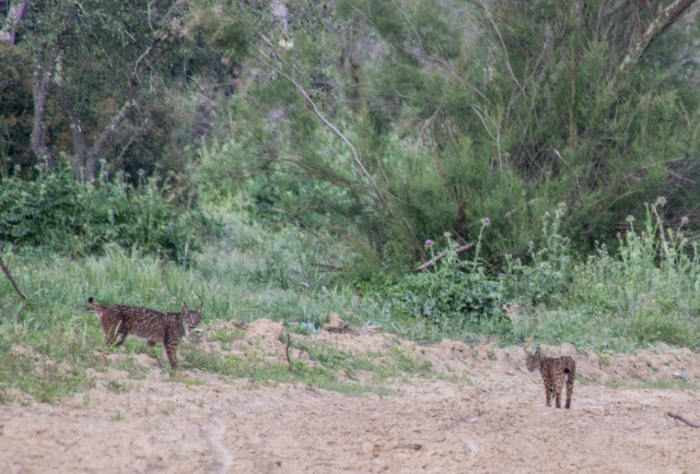 Linces en Doñana
