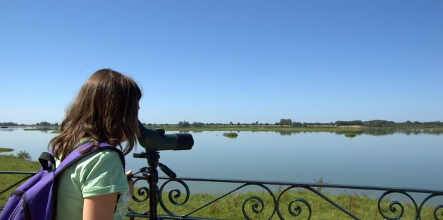 Observando la fauna de Doñana