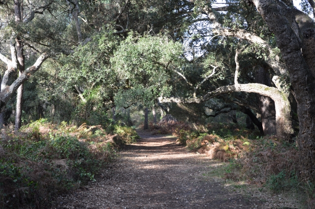 Ruta guiada de senderismo en Doñana