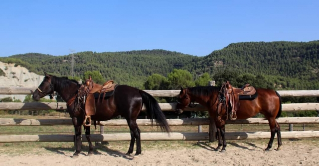 Caballos en la hipica de Montserrat