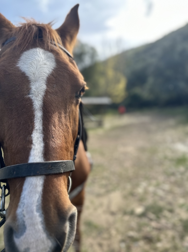 Opinião de Miguel sobre Rota de passeios a cavalo pela comida e bebida de Cabañeros