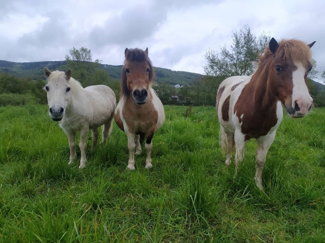 nuestros ponys