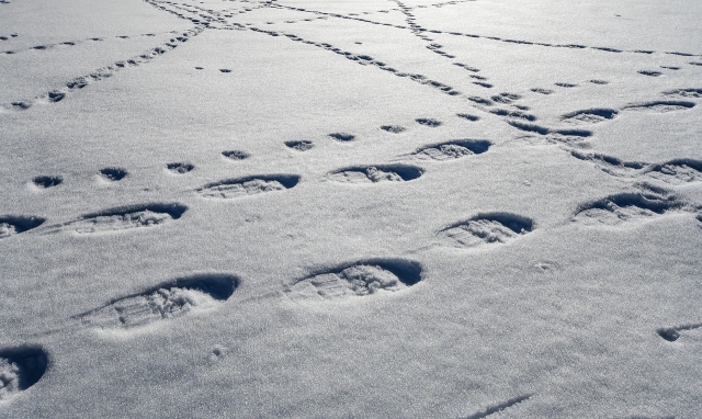  Impronte con le racchette da neve 