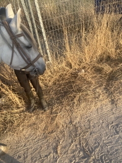 res_o-65961-rutas-a-caballo_de_anna-kachur_img-3378_17603447846621.jpeg