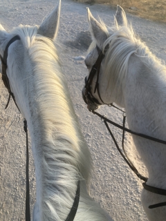 res_o-65961-rutas-a-caballo_de_anna-kachur_img-3379_17603447764268.jpeg