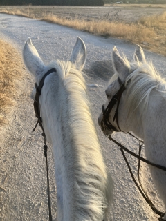 res_o-65961-rutas-a-caballo_de_anna-kachur_img-3380_17603447699627.jpeg