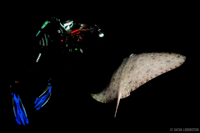 Buceo nocturno en Radazul