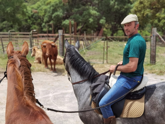 observando las vacas