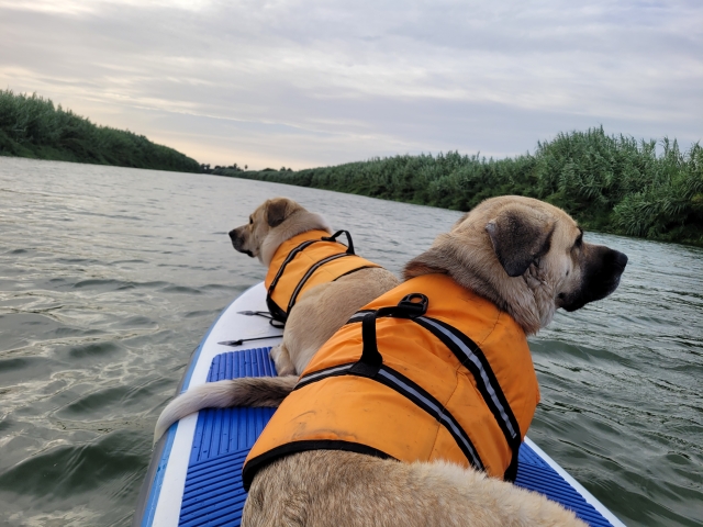  Paddelsurfen Route mit Ihren Haustieren 
