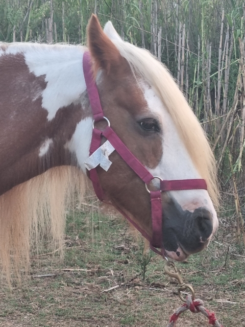 Opinión de Yevhen sobre Paseo a caballo por la playa de Xeraco, 2 horas