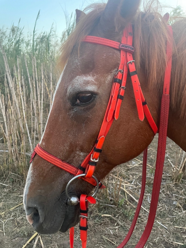 Bewertung von Sarai Über Reiten entlang des Strandes von Xeraco, 2 Stunden