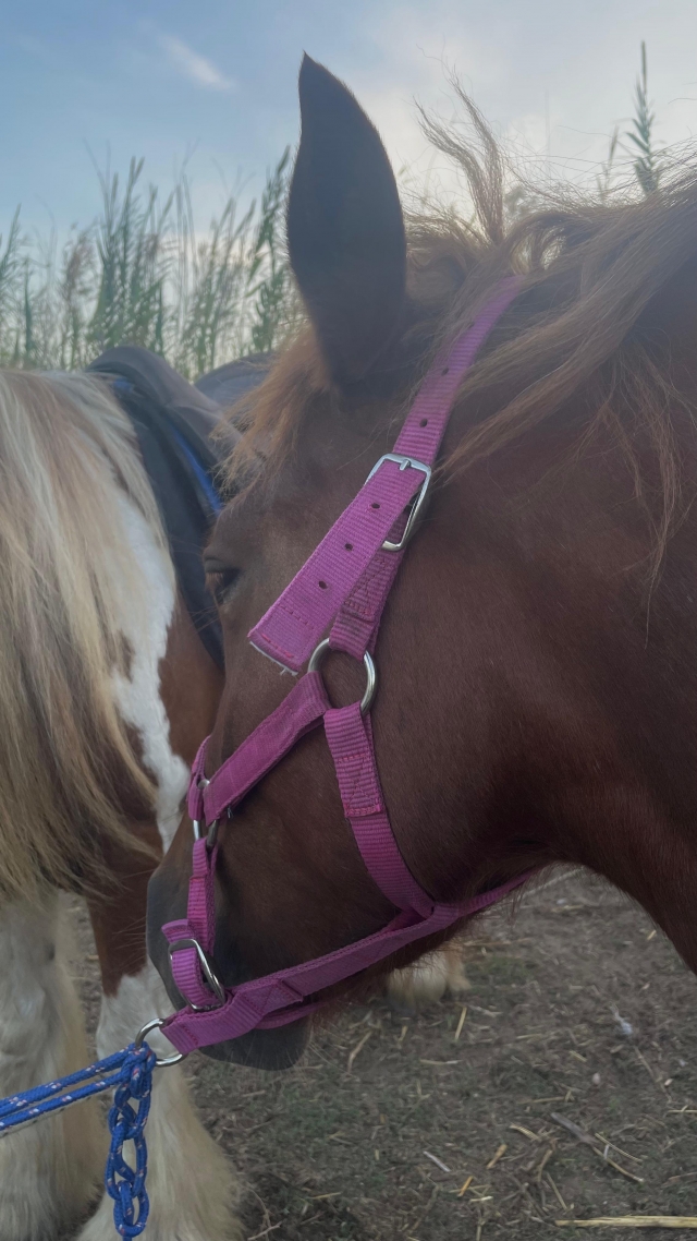 Bewertung von Begonya Über Reiten entlang des Strandes von Xeraco, 2 Stunden