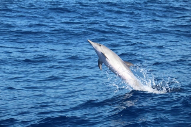  Delfini a Tenerife 