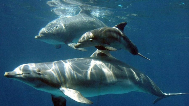 Delfines en alta mar en Mallorca