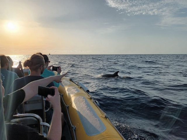 avistamiento de delfines