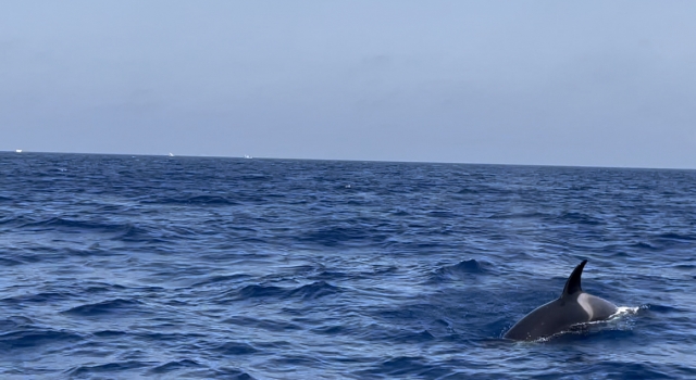  Observation des baleines à la Marina de Barbate 