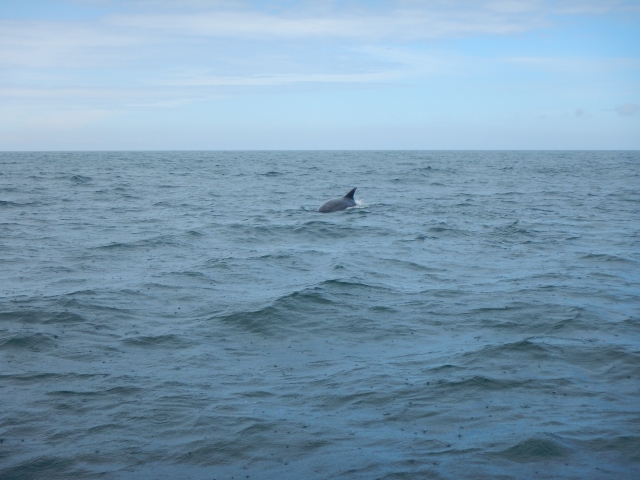  A dolphin that has been spotted in the distance 
