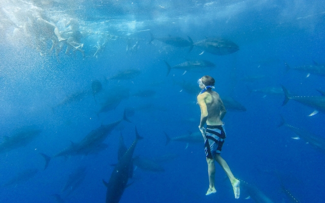  Nadar com a fauna marinha 