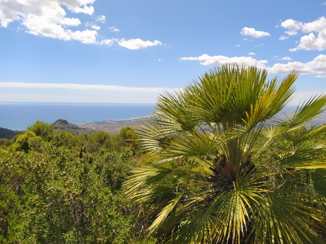 Palmito Desierto