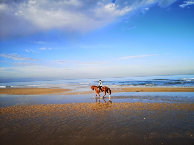  Steigen Sie auf ein Pferd und machen Sie eine Strandtour 