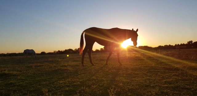Caballo en el campo