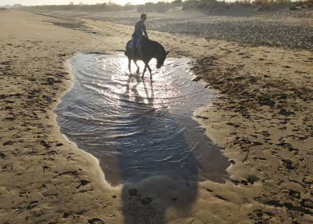 caballo cruzando el agua