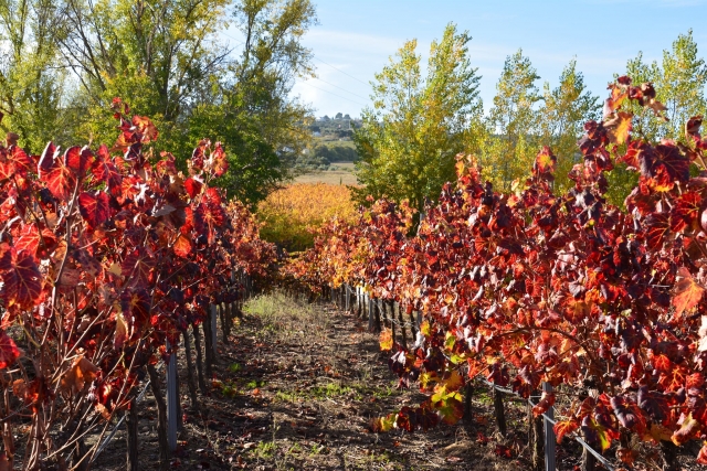  Tra i vigneti 