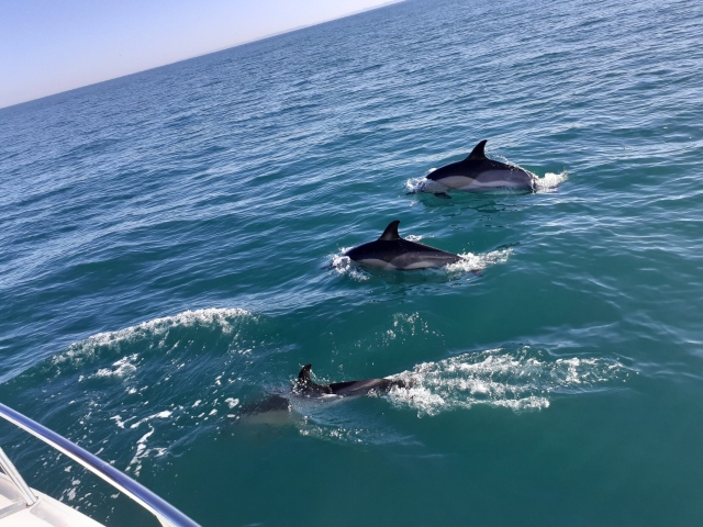 Avistamiento de delfines