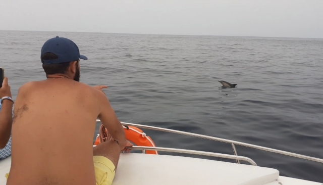 Un cliente absorto con el avistamiento de delfines
