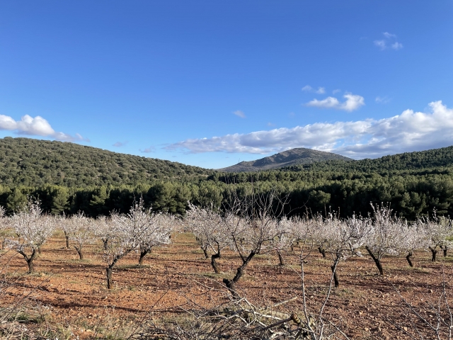  Campos de amendoeiras 