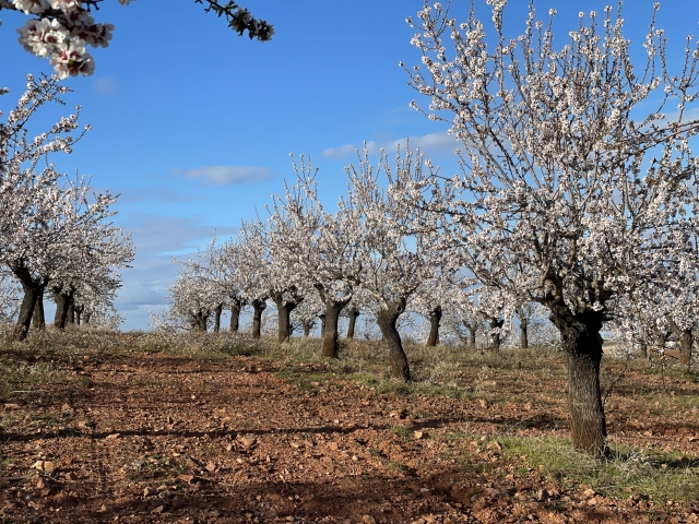 Os campos de amendoeiras plantadas árvores