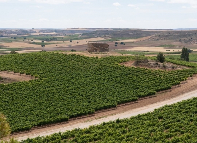  Hectares de vinhas 