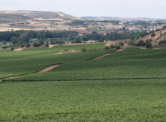  Mar de vinhas 