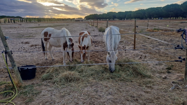  Several horses grazing near our enclosure 