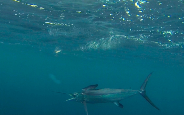 Un blue marlin nadando en libertad