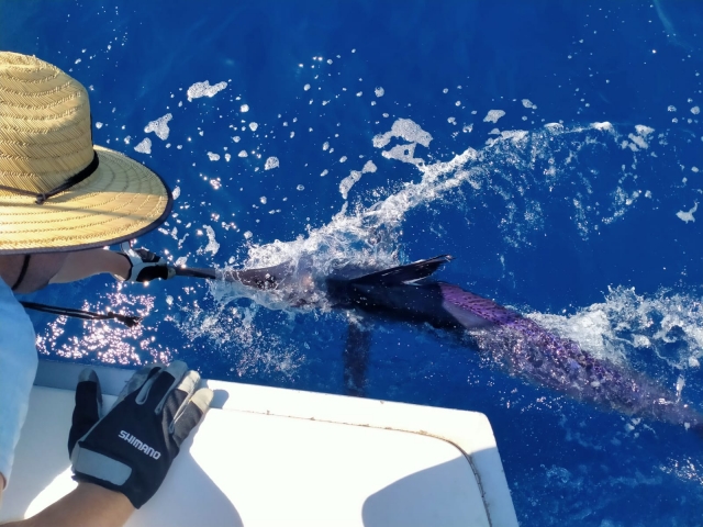 Un marlín azul batallando en el agua, tratando de no ser cogido finalmente
