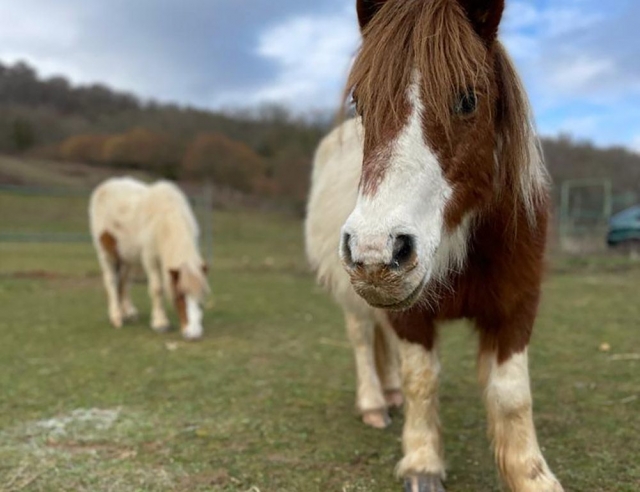  I nostri pony 