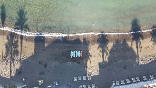  DRON PALM TREES 