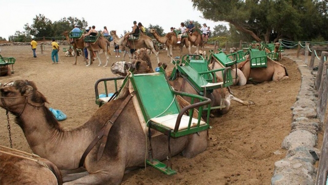  Chameaux au repos 