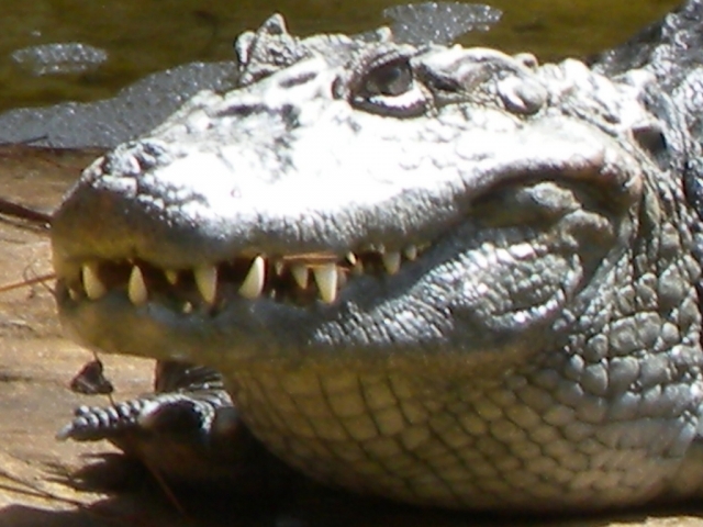  Crocodile au Parc Palmitos 