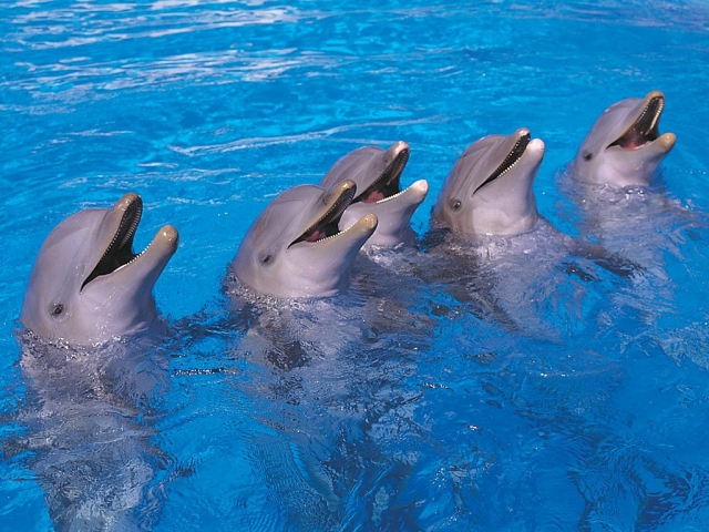  Venez voir les dauphins 
