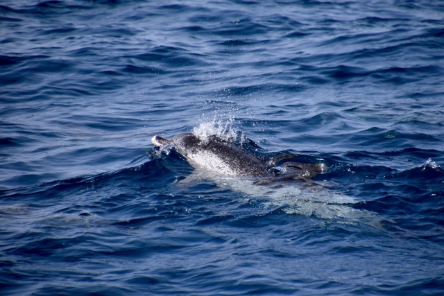 Dauphin saluant le public depuis son bateau 