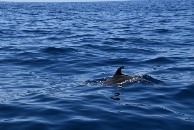  La nageoire d'un dauphin dans l'Atlantique 