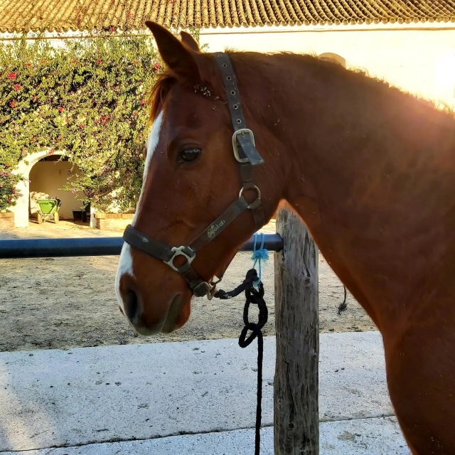 Horses in the stables 